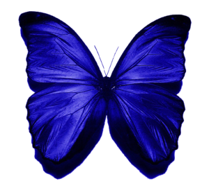 Edited By C-freedom Blue Butterfly Image